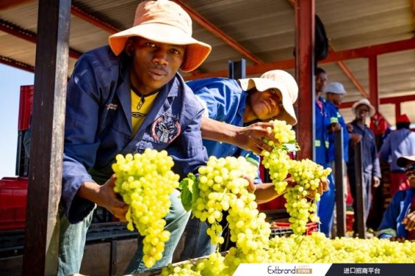 The South African raisin industry is also helping to tackle the country’s rising unemployment rate during the pandemic. Pic: Raisins South African