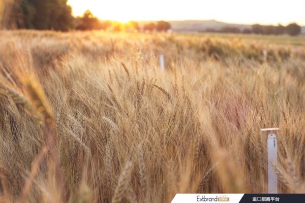 Wheat provides roughly 20% of calories and protein for human nutrition worldwide. Pic: CSIRO