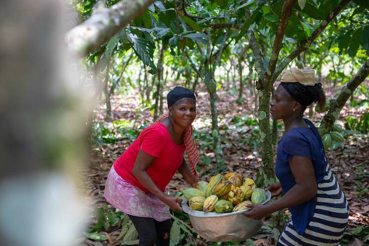 Koa small-scale farmers (c) Ben Rotthoff