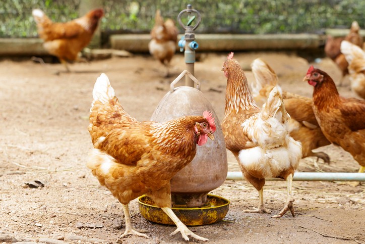 According to Singapore food consultancy Global Food Partners, there is a strong possibility that cage-free eggs will become the standard egg variety in Asia by 2025. ?Getty Images